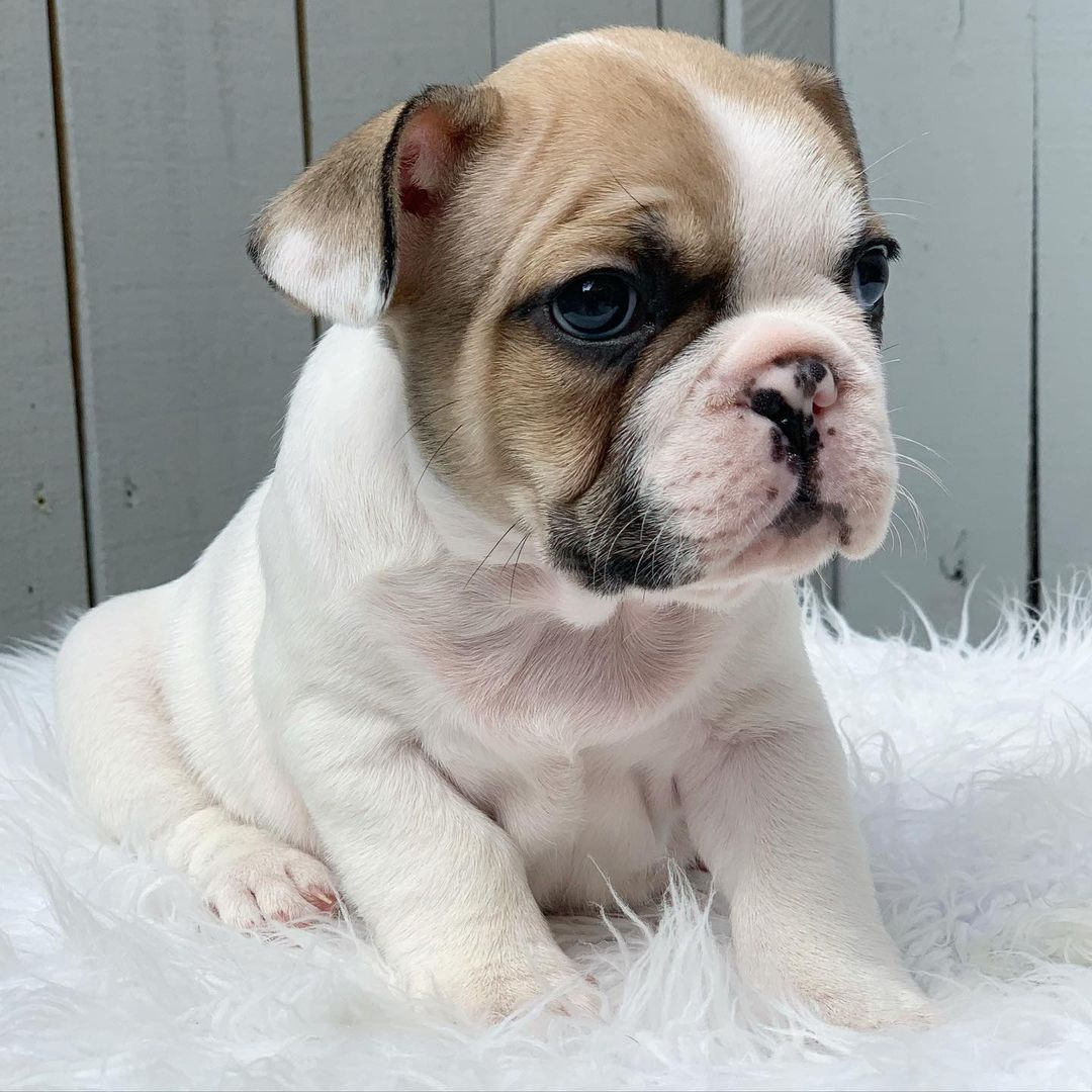 Französische Bulldogge Welpen..+43 678 70413678 - 5