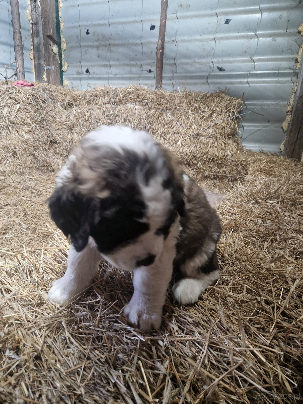 Bernardyn szczenięta-śliczne - 5