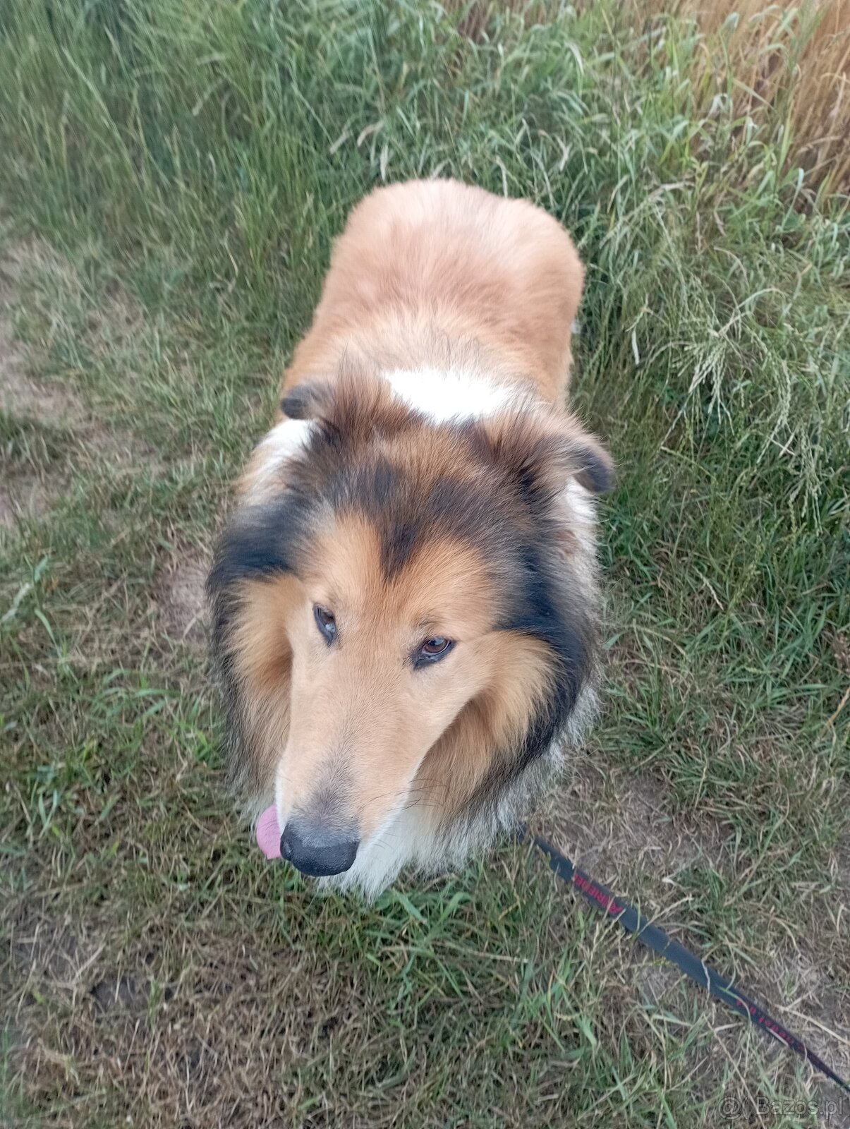 Reproduktor owczarek Szkocki - 5