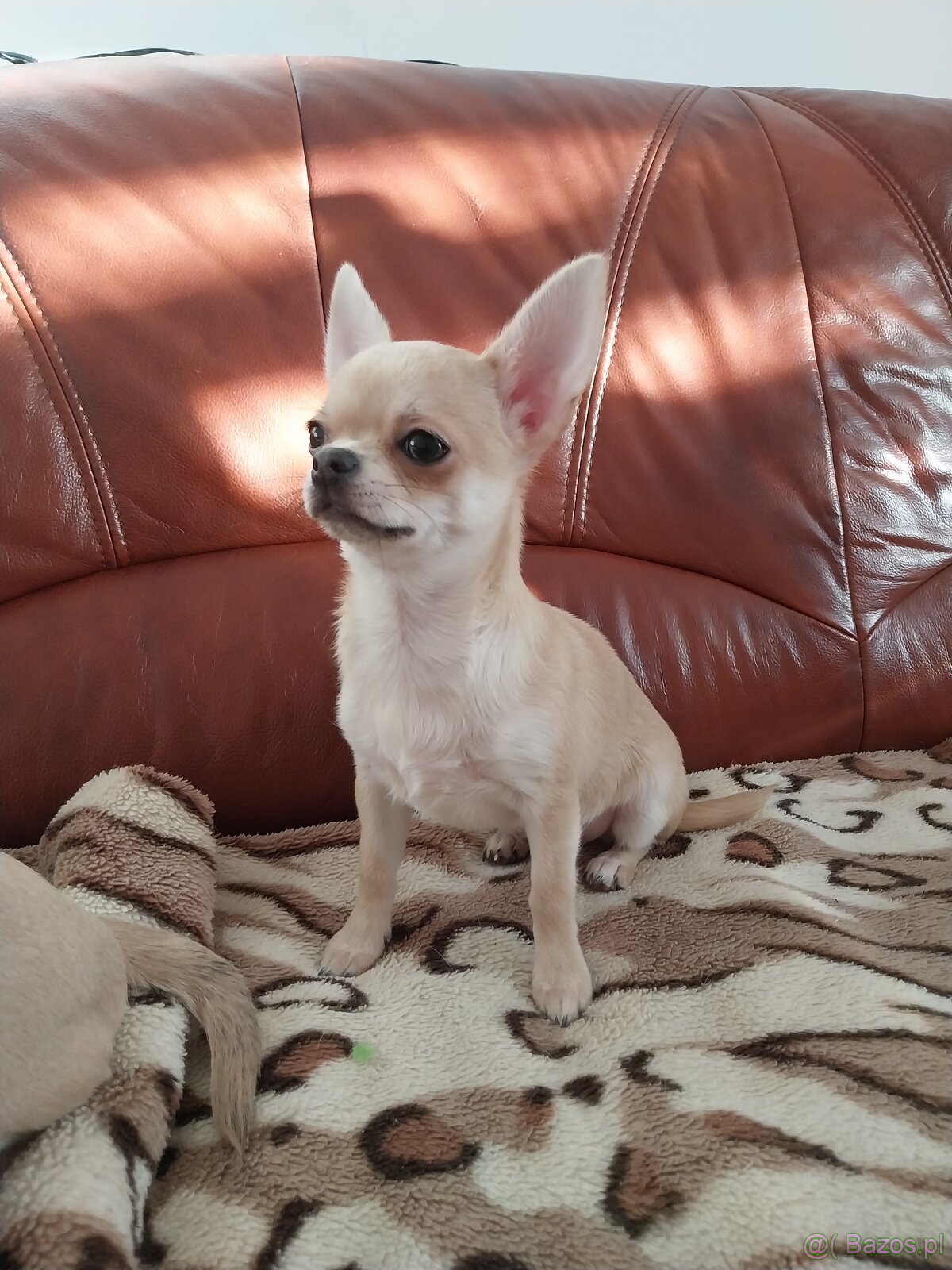 Chihuahua ZKWP / FCI - 5