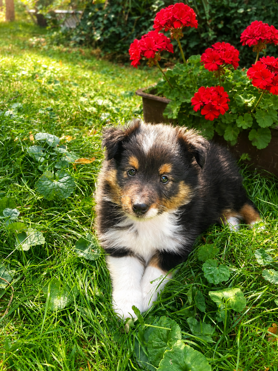 Sheltie, shetland sheepdog, owczarek szetlandzki, piesek - 5