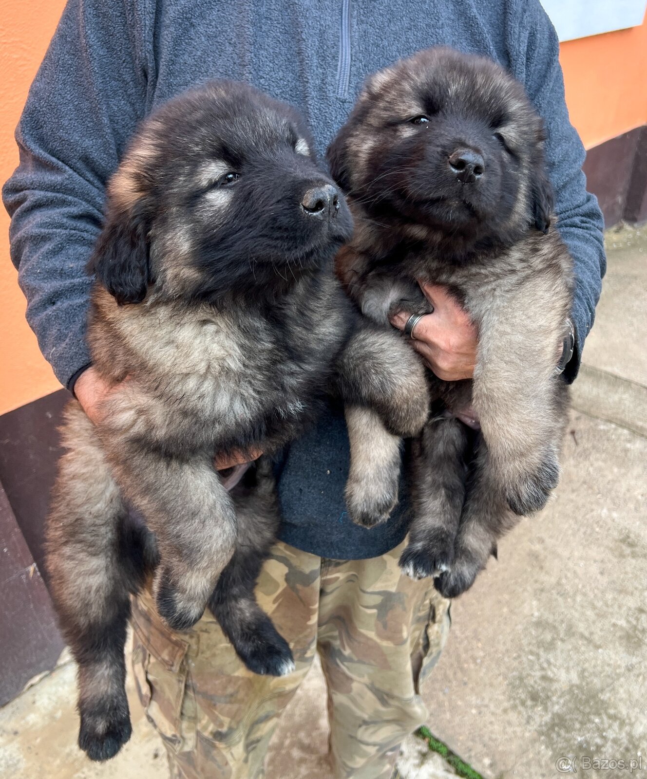 Szczenięta Owczarka Kaukaskiego - 5