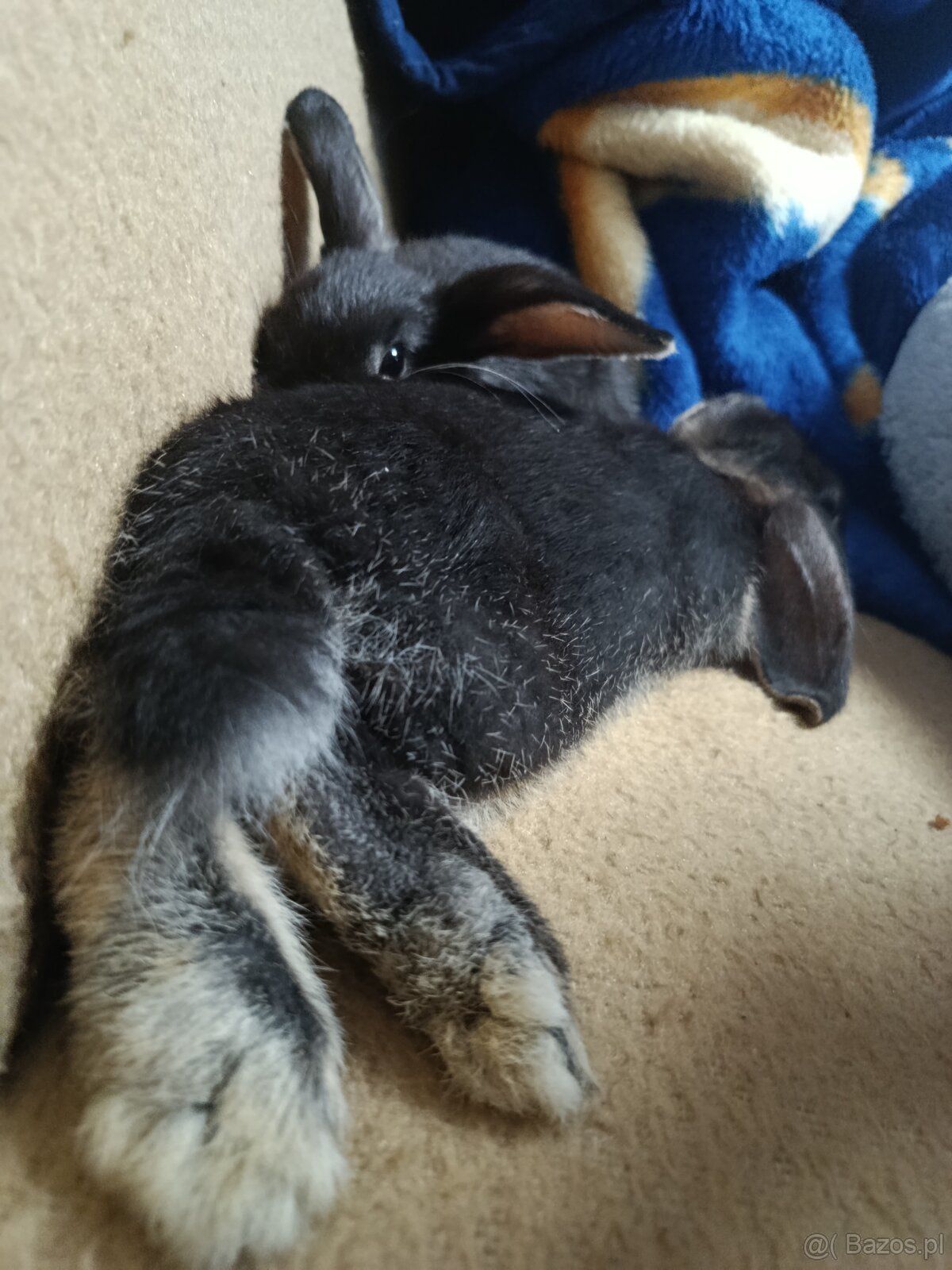 Króliczki mini lop miniaturka baranek - 5