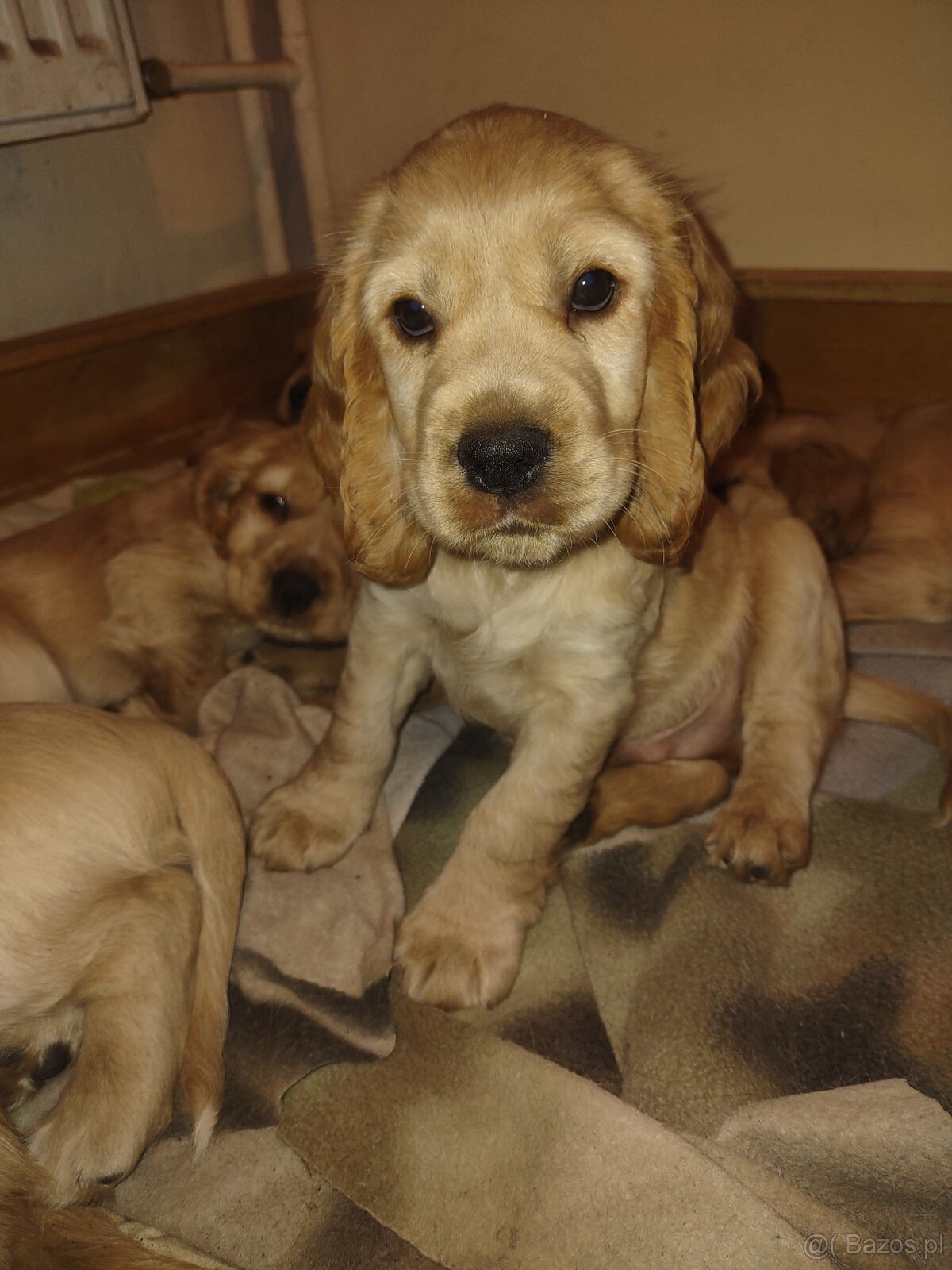 Sprzedam szczeniaki - 5