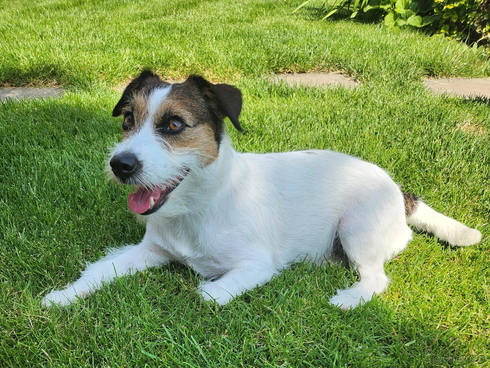 Jack Russell Terrier z rodowodem FCI - 5