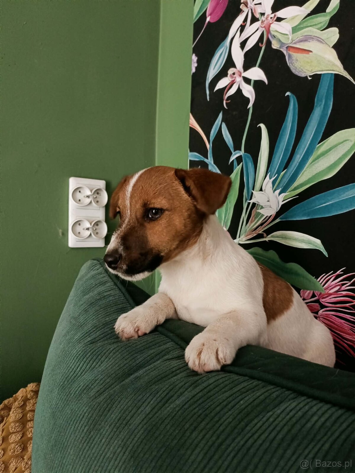 Wzorcowy gładki Jack Russell rodzice FCI - 5