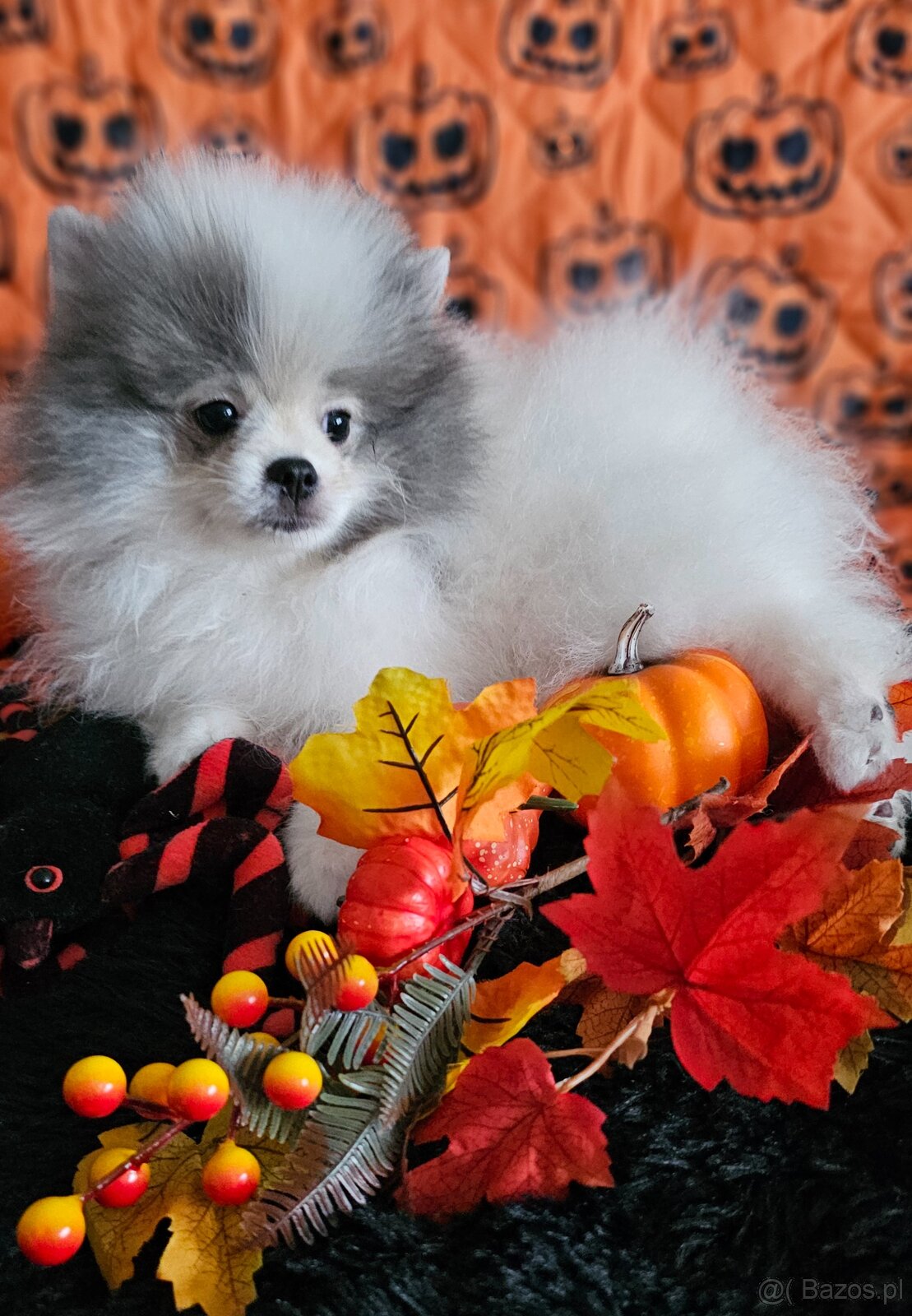 Szpic Miniaturowy/Pomeranian dla Konsenera Blue&white - 5