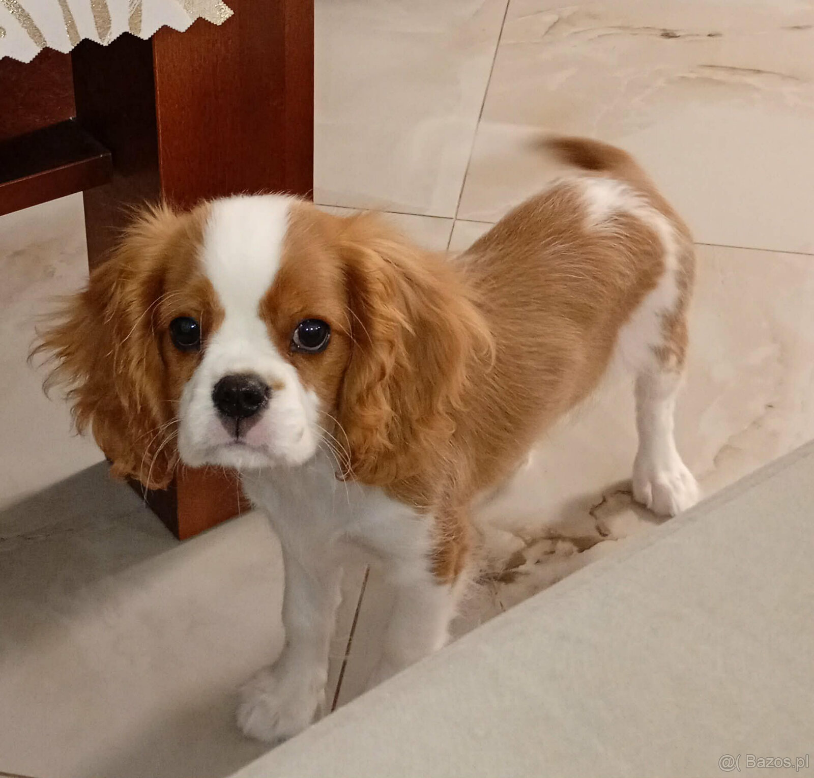 Cavalier King Charles Spaniel FCI (ZKwP) piesek - 5