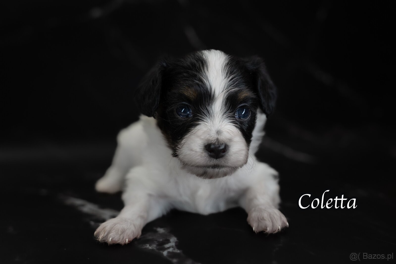 Spaniel kontynentalny miniaturowy – odmiana Phalène z rodowo - 5