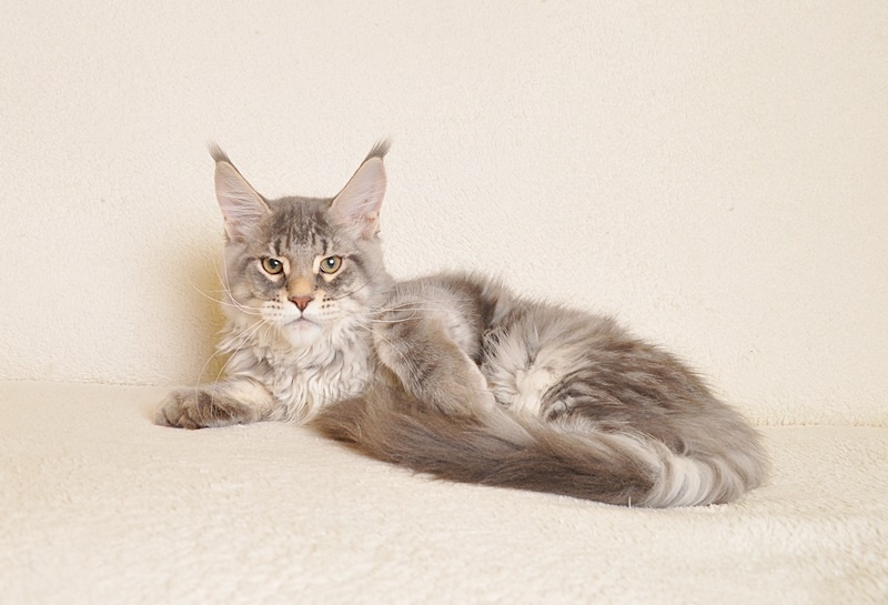 Śliczny kocurek Maine Coon PZF/WCF - LEGALNA HODOWLA - 5