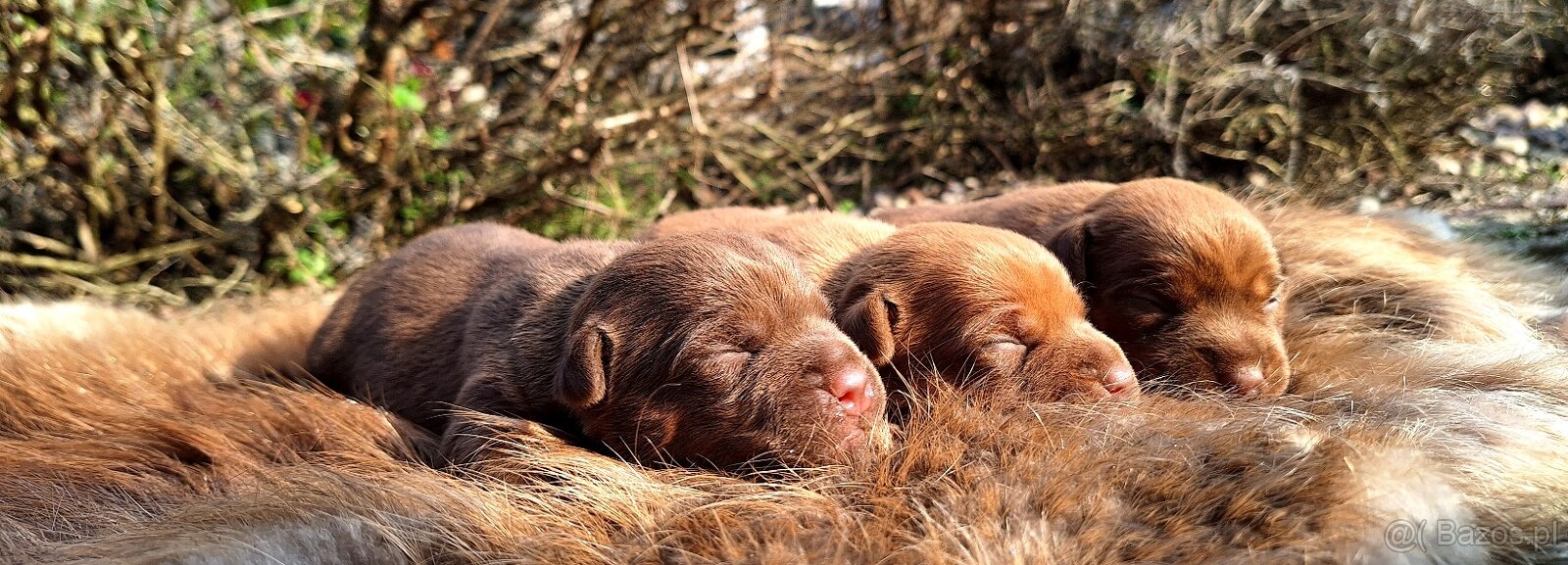 Szczeniaki Patterdale Terrier ZKWP FCI - 5