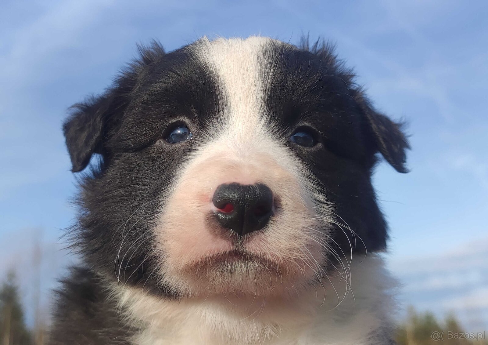 Urocza Suczka BORDER COLLIE z Hodowli - Rasowa z pełną dok. - 5
