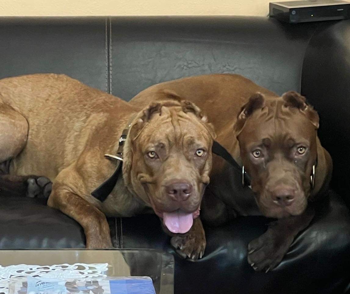 Szczeniaki Bandogi s rodokmenom VIP BANDOG KENNELS - 5