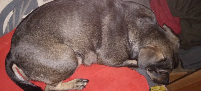 Oddam szczeniaki mieszance - 5