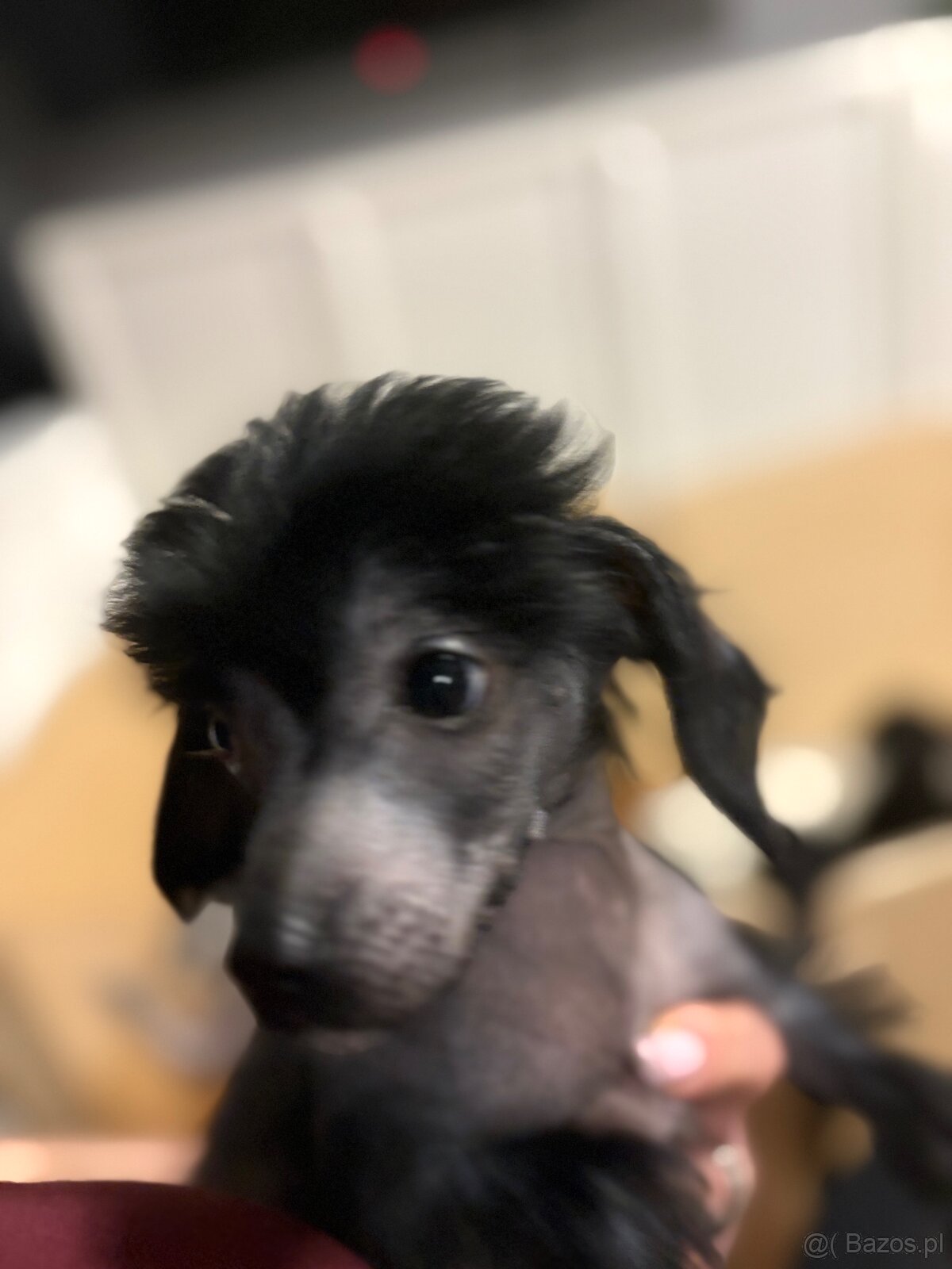 Grzywacz chinski - 5