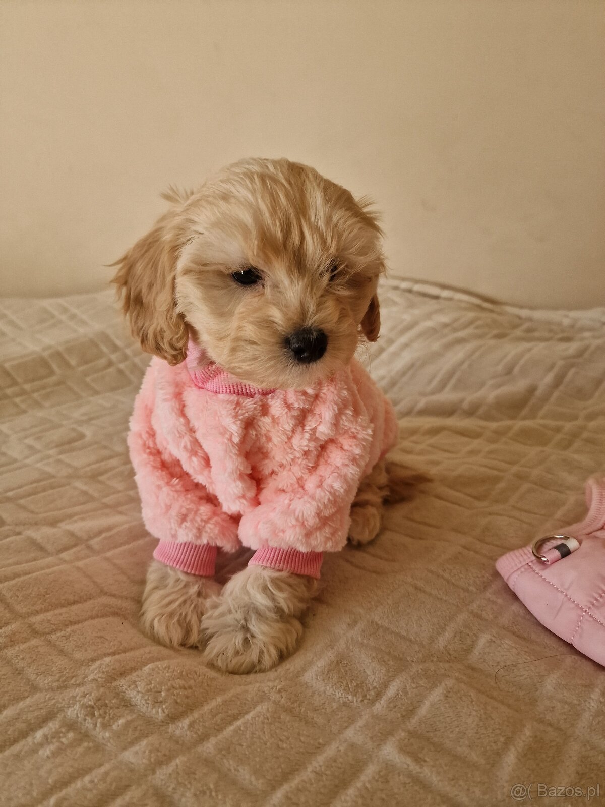 Maltipoo F1 - 5