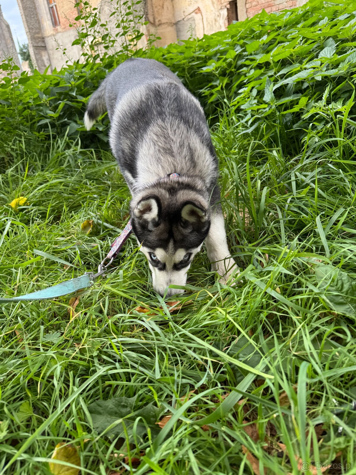 Śliczny Syberian husky szczenię z rodowodem - 5