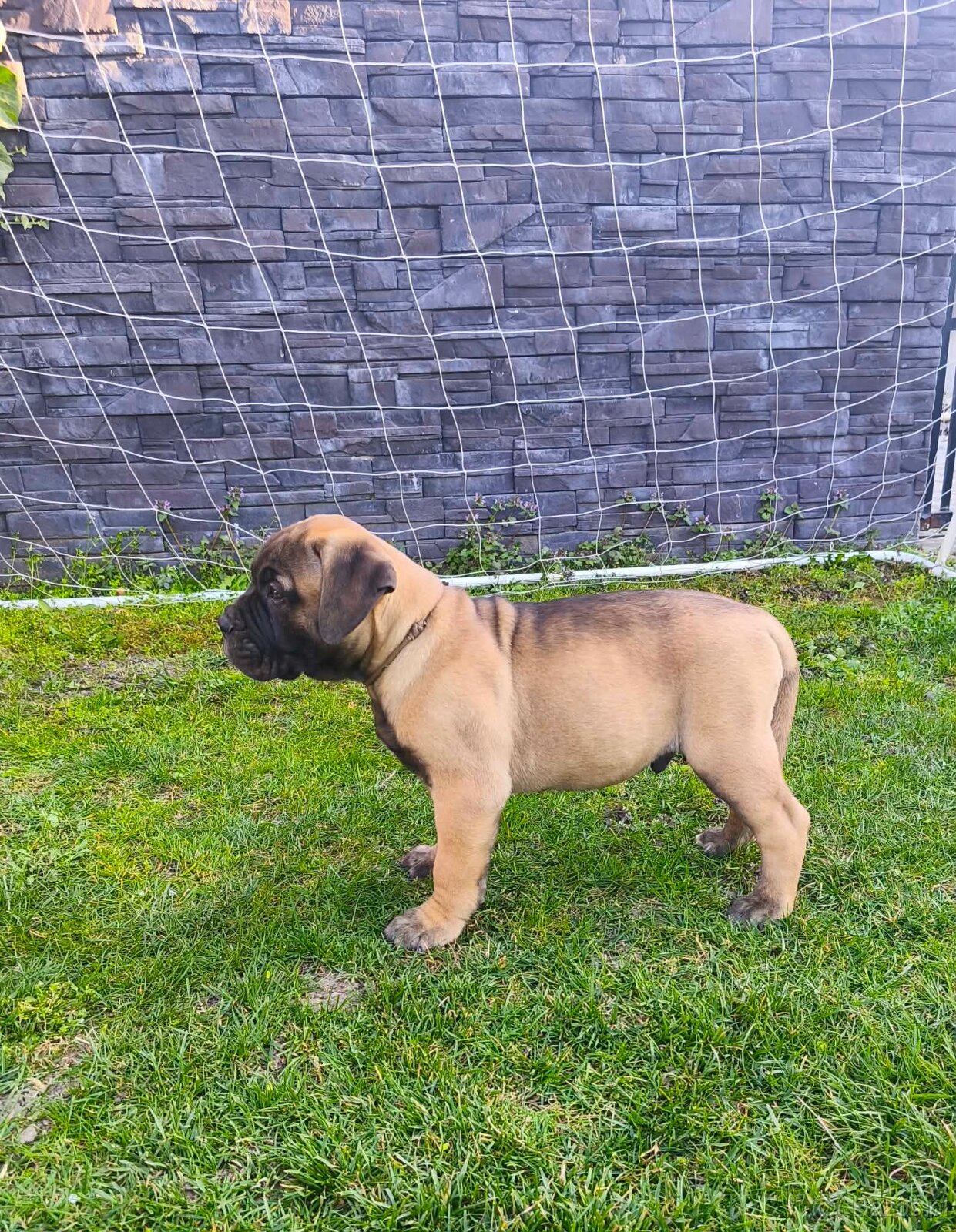 Bulmastif/ Bullmastiff s PP - 5