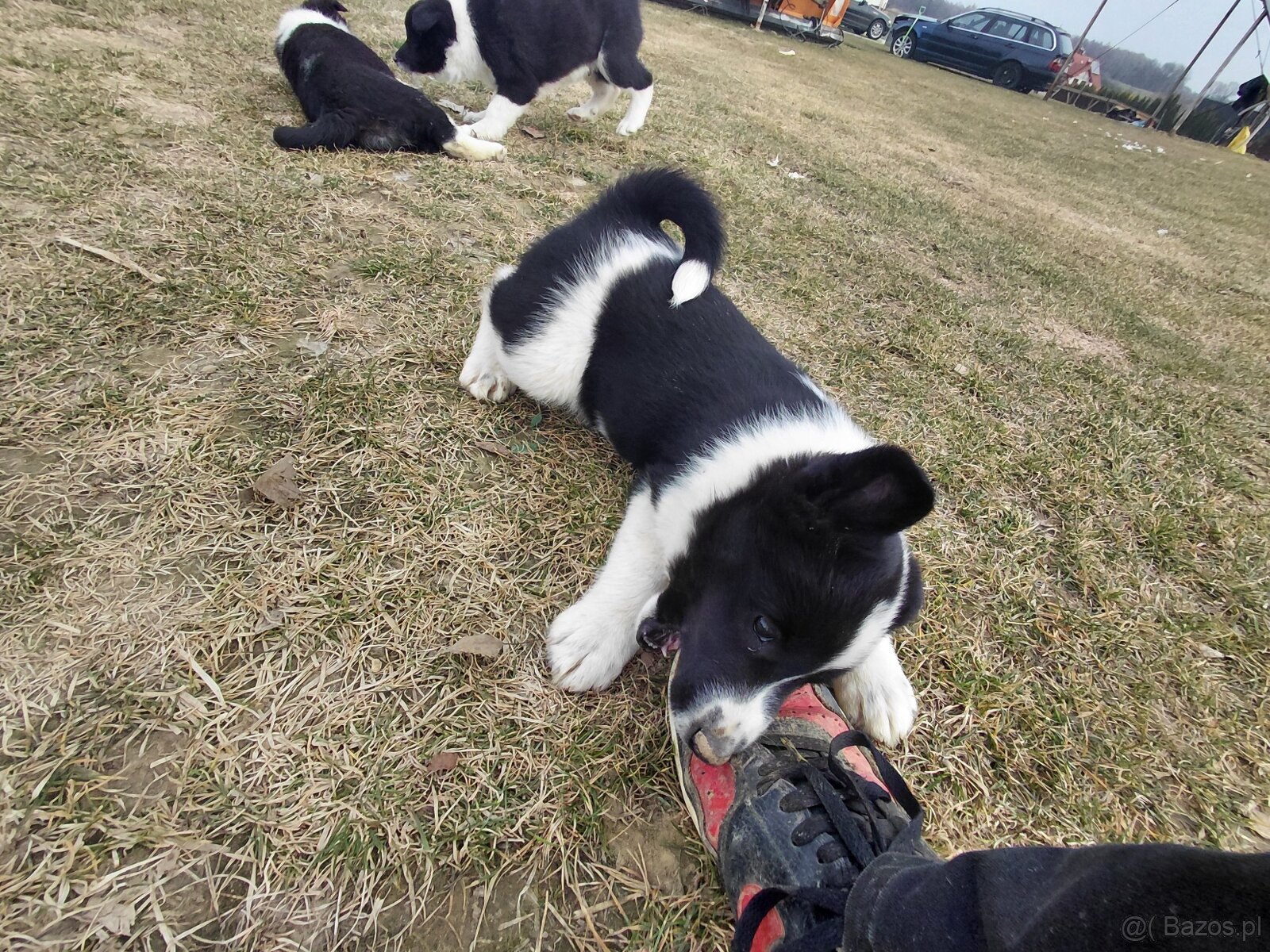 Szczenięta - 5