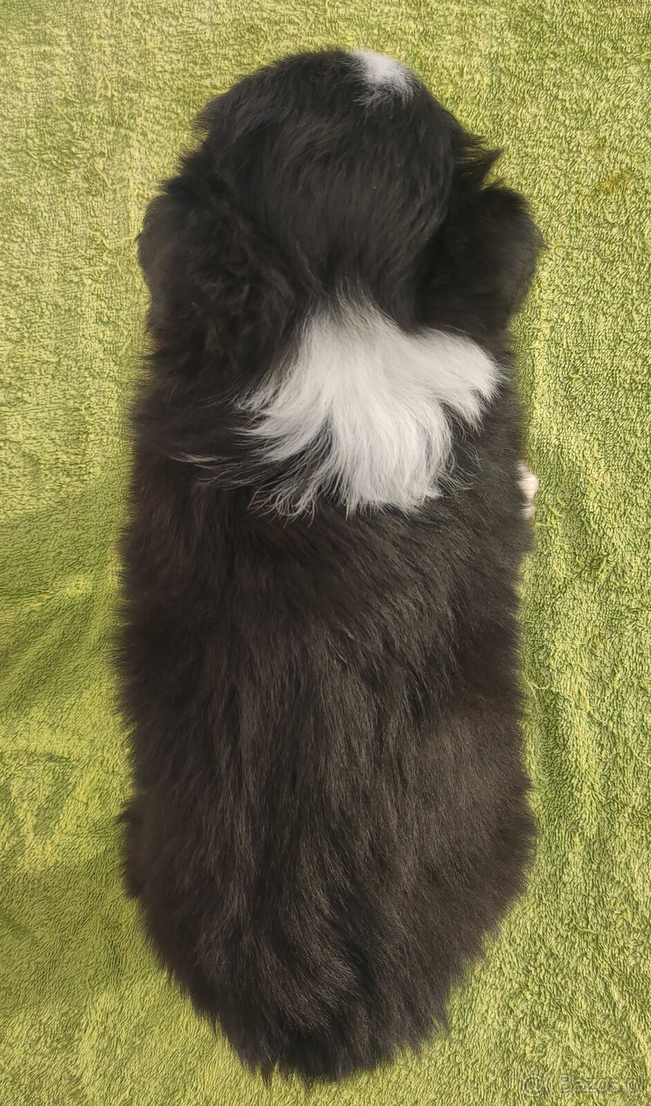 Szczenię BORDER COLLIE z Hodowli - Rasowy pies z pełną dok. - 5