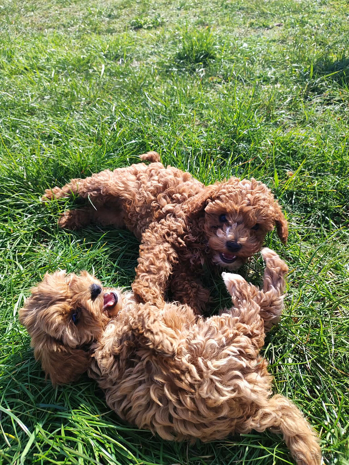 Sprzedam szczeniaki rasy pudel toy - 5