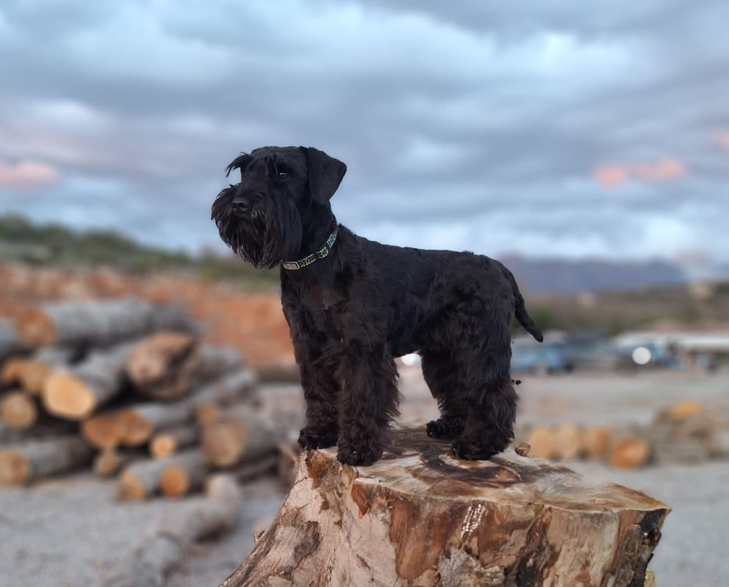 Suczka sznaucer miniaturowy - 5