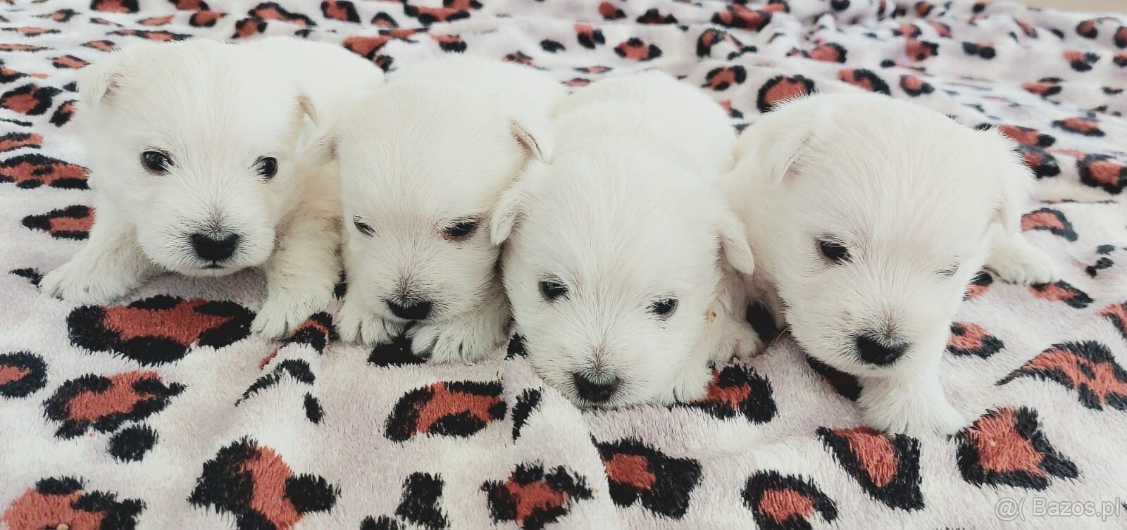 Szczeniak West Highland White Terrier - 5