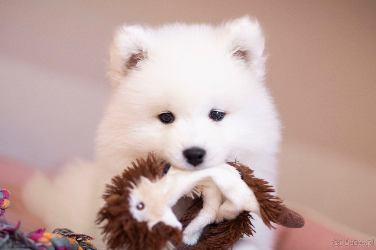 Samojed z FCI/PP – urodzone szczenięta z wyjątkowego skojarz - 5