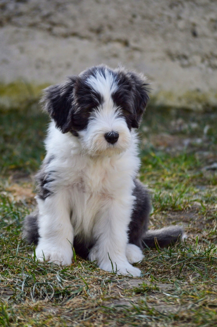 Bearded Collie - 5