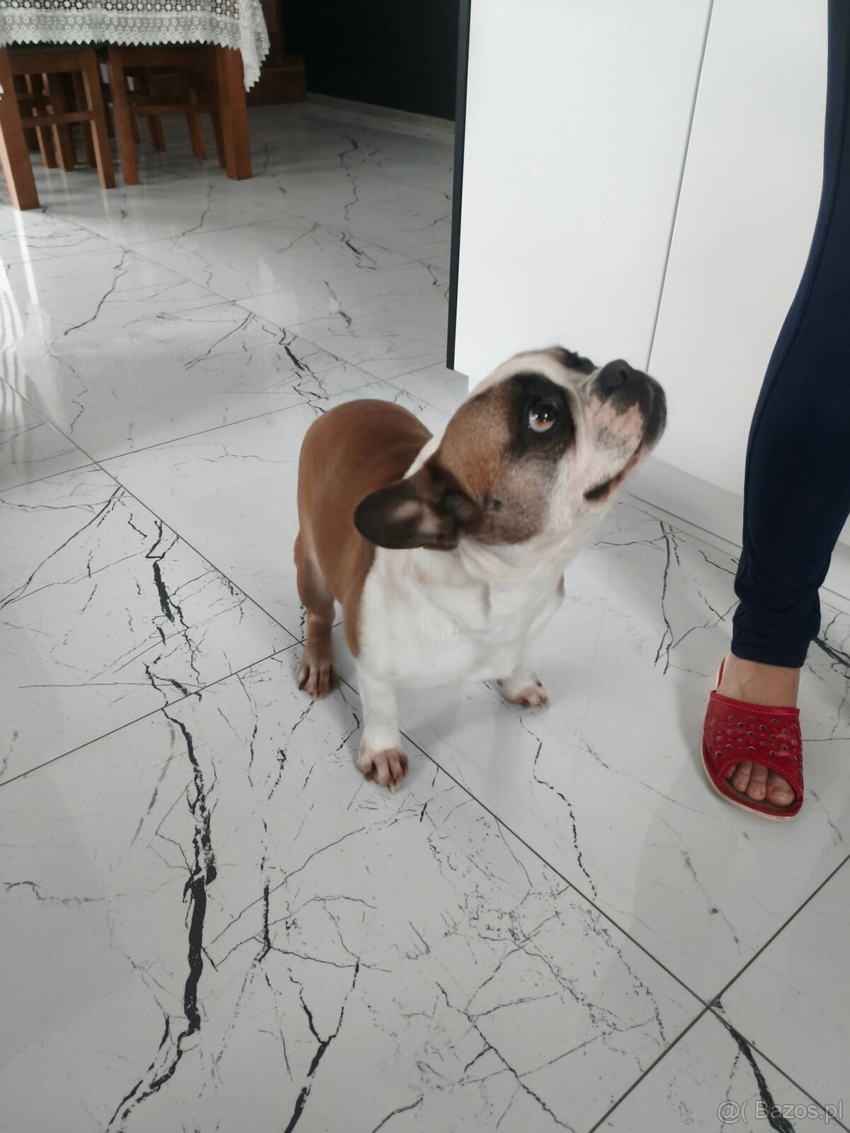 Sprzedam Buldoga Francuskiego suczka - 5