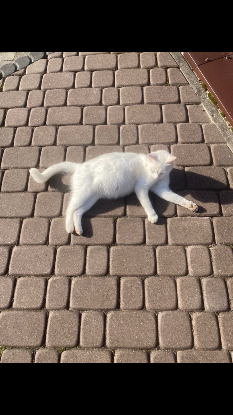 Biała kotka Khao Manee - 5