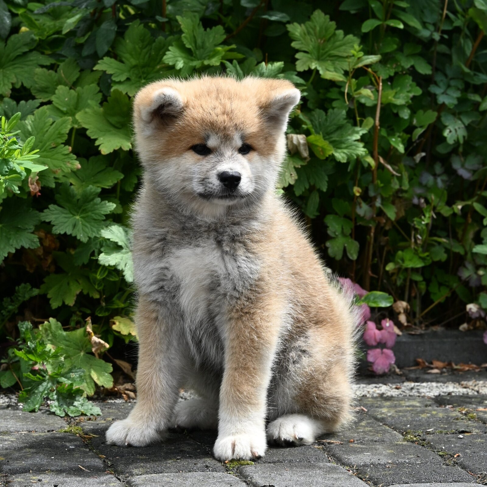 Akita Inu Akita japońska ZKWP FCI po Championie - 5