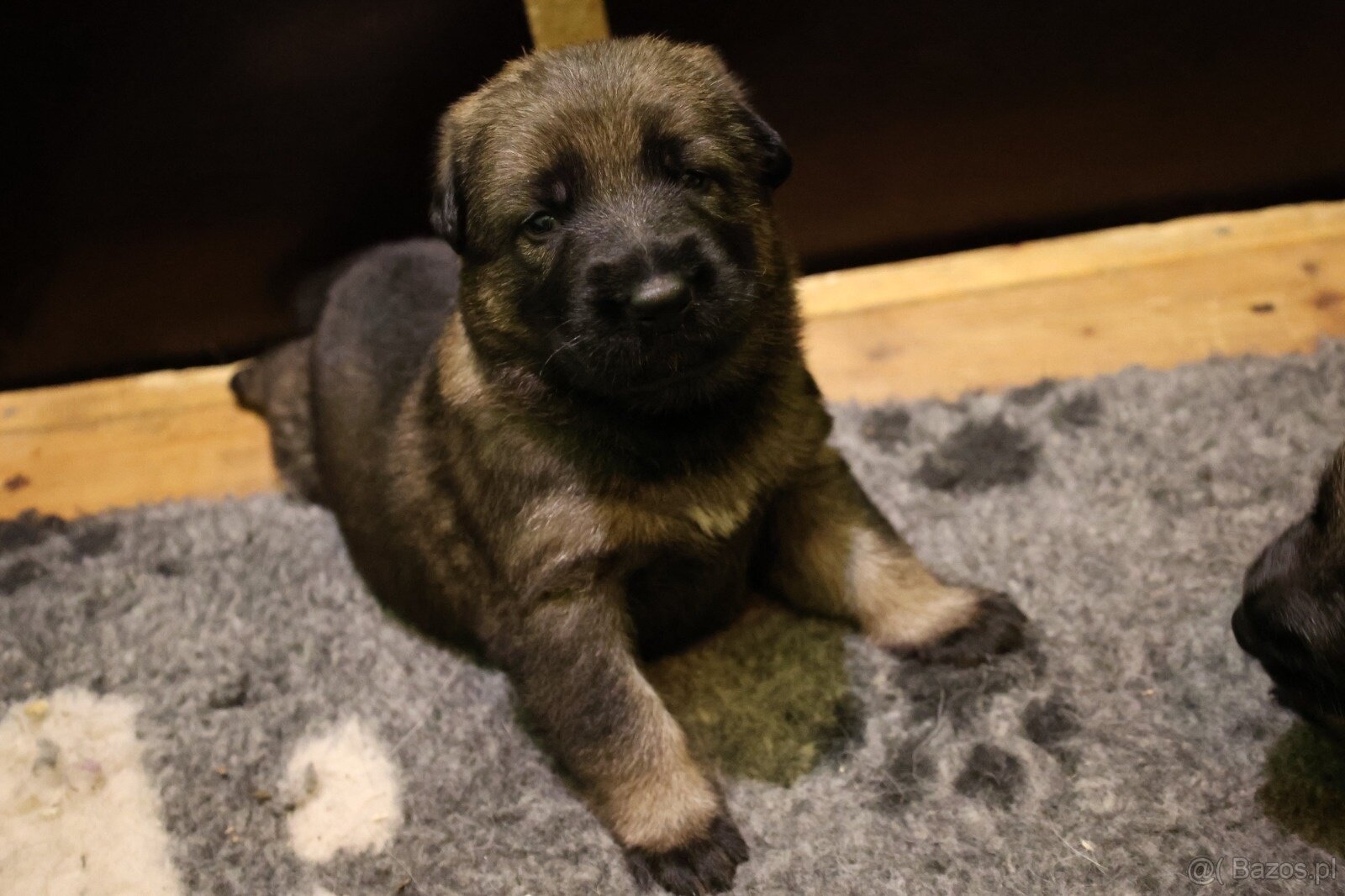 Szczenięta owczarka niemieckiego z rodowodem - 5