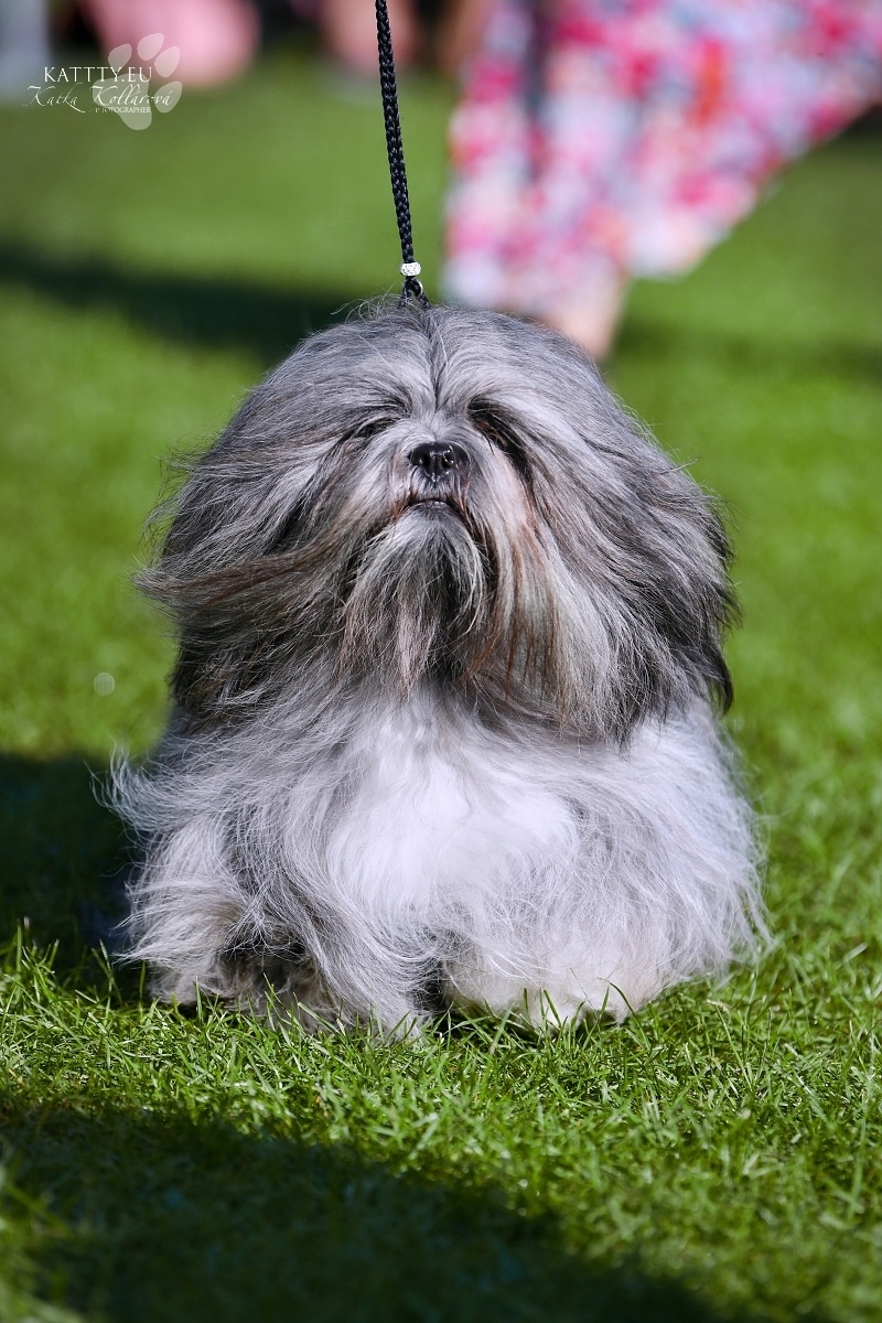 LHASA APSO szczenieta s PP - 5