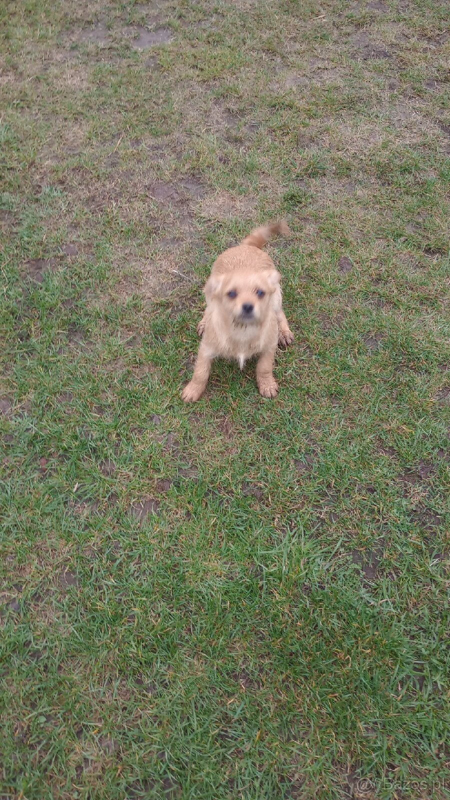 Mały pies do wydania - 5