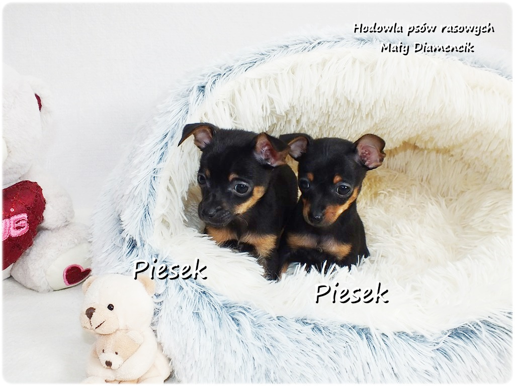 Mini Piesek Pinczer miniaturowy, tzw. Ratlerek Sarenka do RE - 5