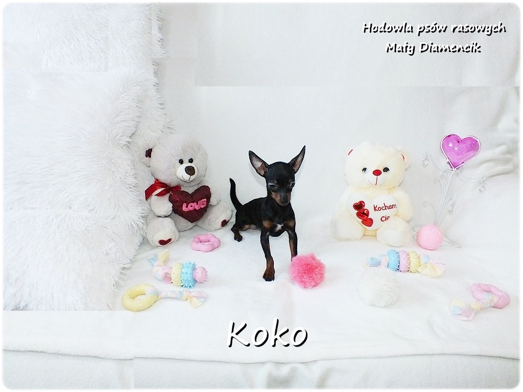 Ultra MINI Sunia KOKO Pinczer miniaturowy ( Ratlerek ) - 5