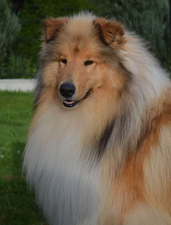 OWCZAREK SZKOCKI DŁUGOWŁOSY SUCZKA - 5