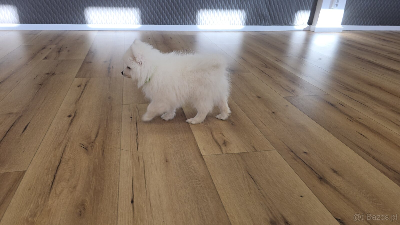 Szpic japoʼnski - 5