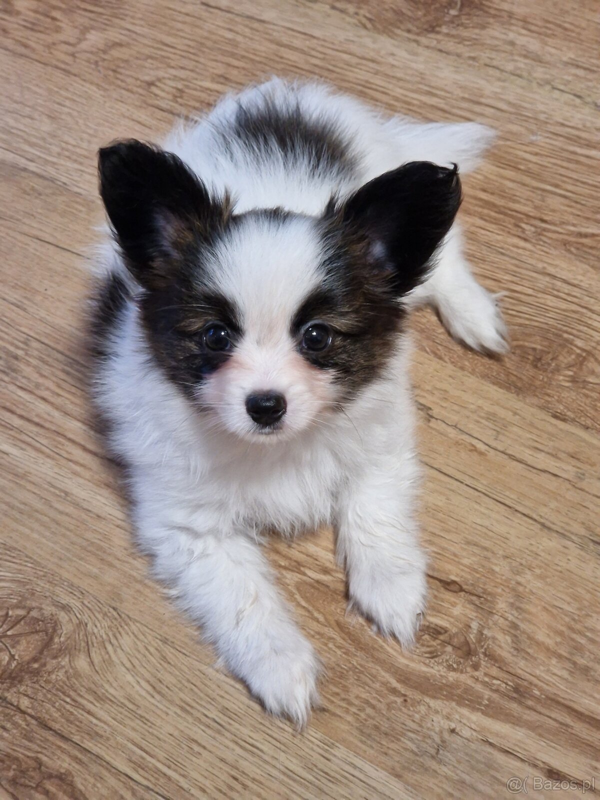 Papillon - 5