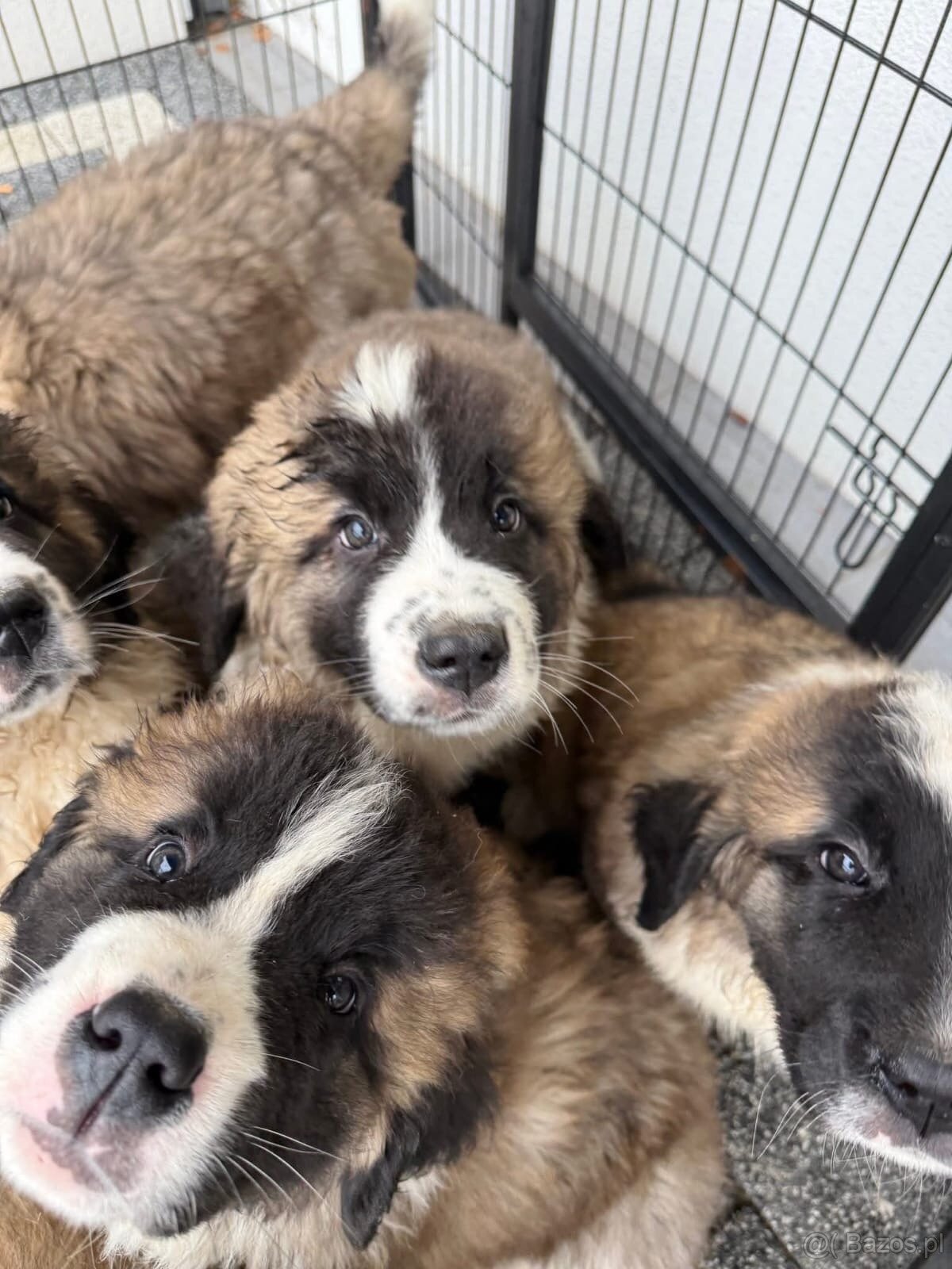 Moskiewski Pies Strozujacy - 5