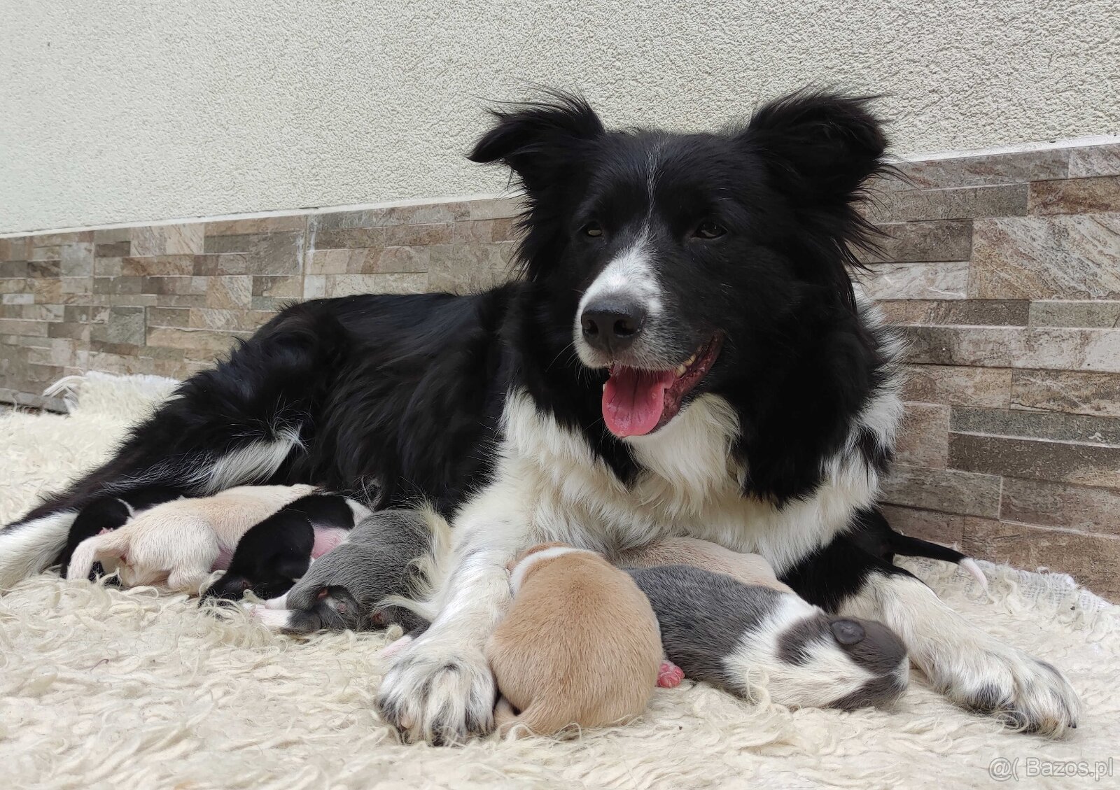 Przepiękna suczka BORDER COLLIE - dokumenty hod, badania rod - 5
