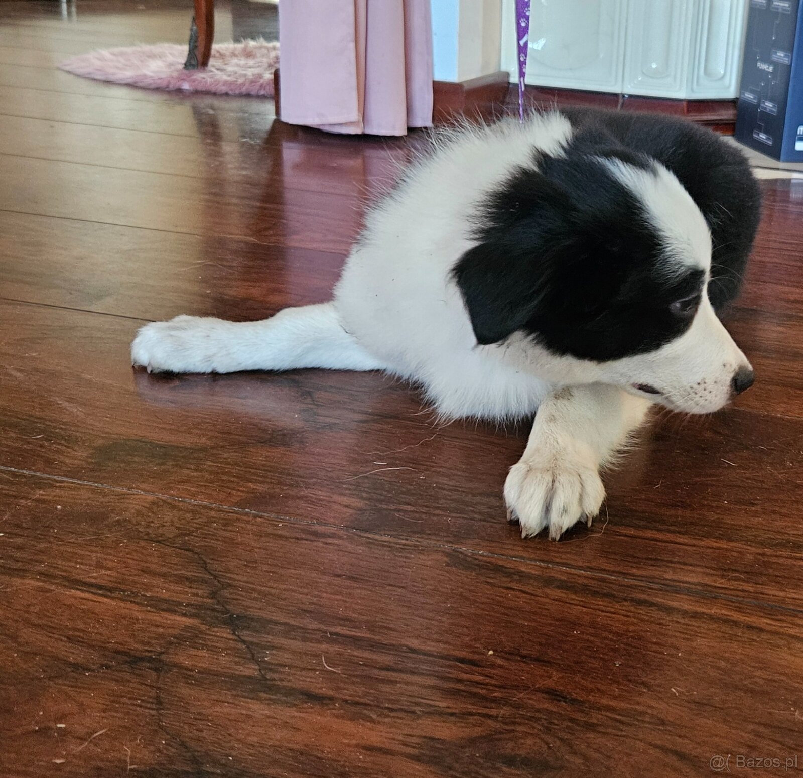 Border Collie - 5