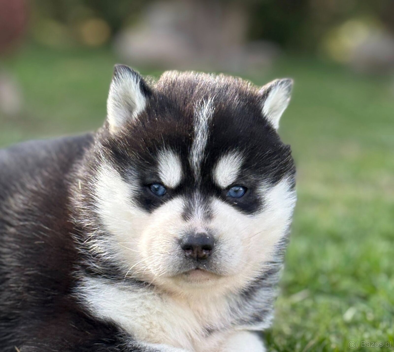 Siberian Husky ZKwP, suczka husky niebieskooka FCI - 5