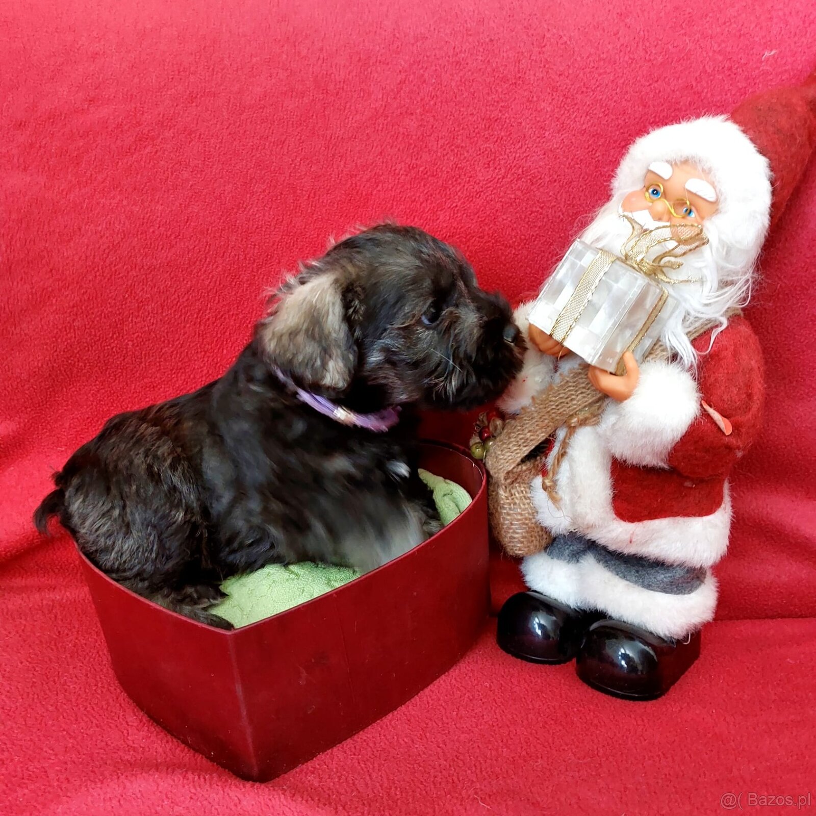 Schnauzer miniaturny p+s - 5