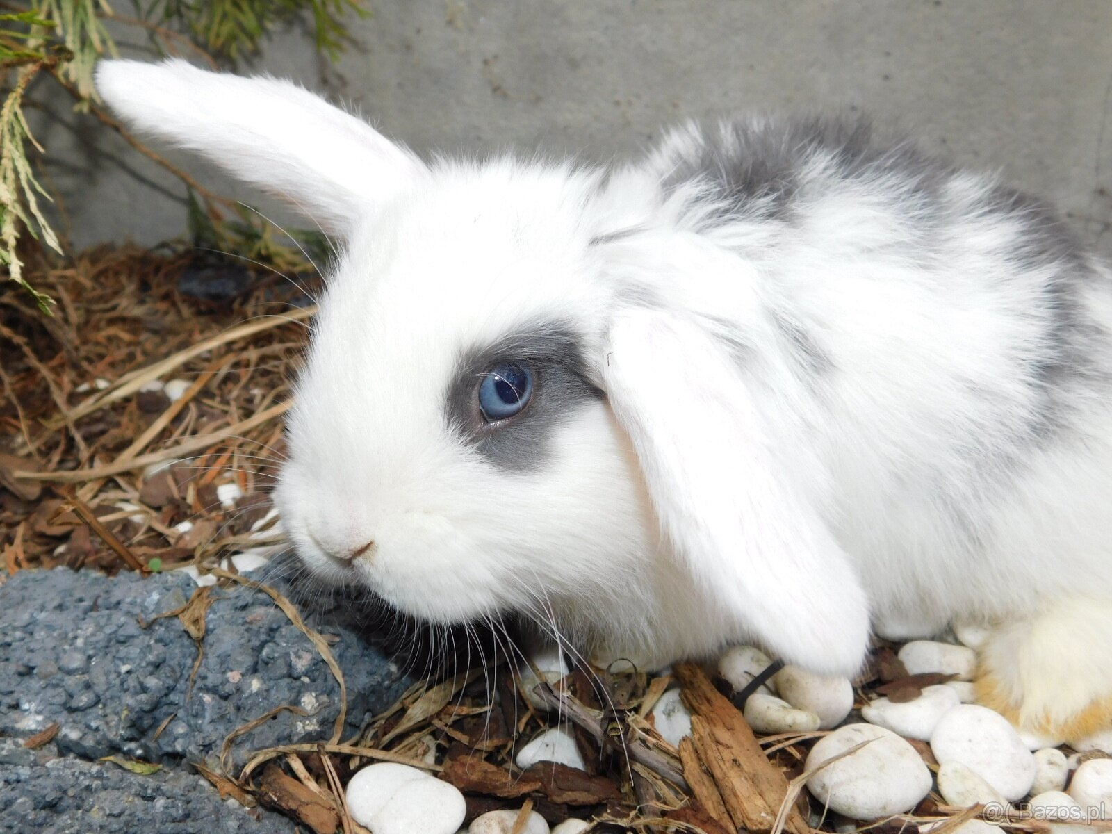 Cudne baranki mini lop - 5