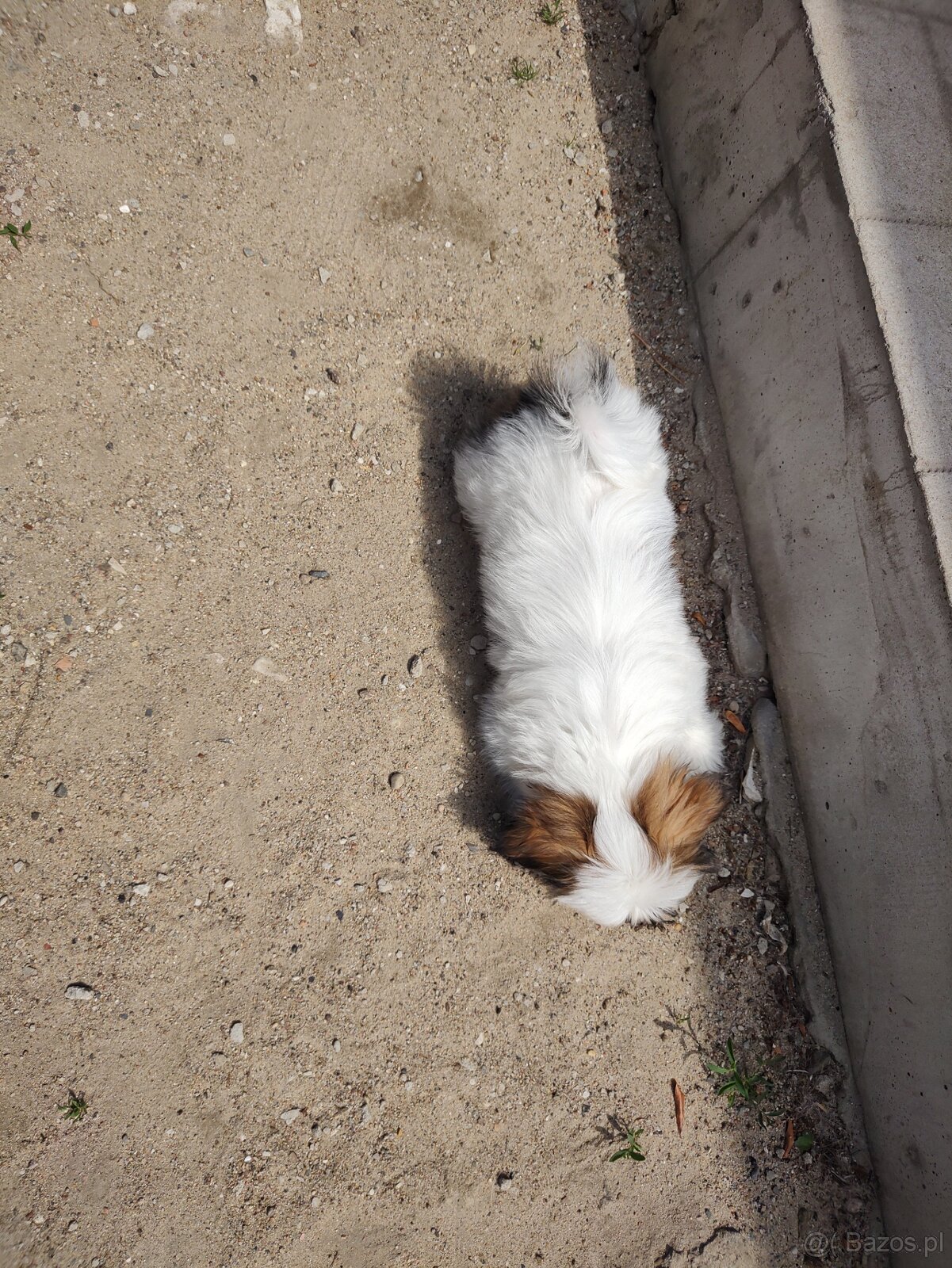 Suczka mieszaniec pekinczyk -shih tzu - 5