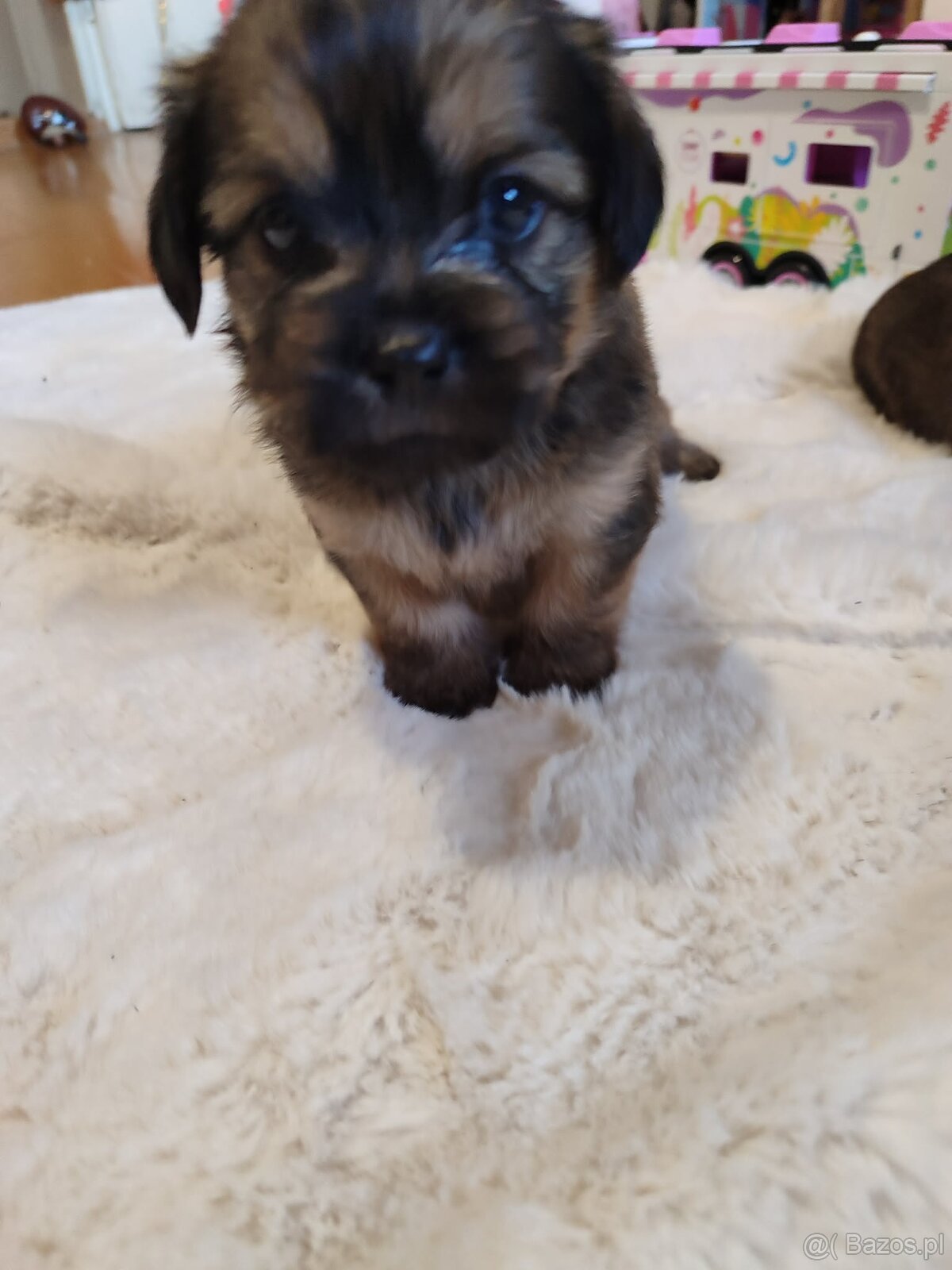 Śliczne suczki i pieski - 5