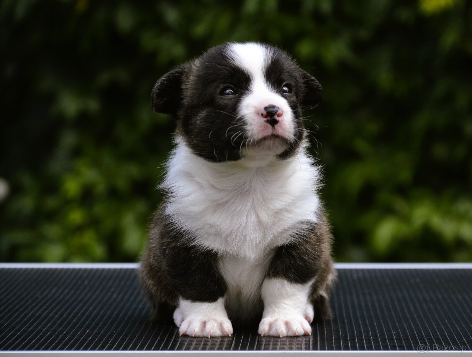 Welsh Corgi Cardigan ZKwP/FCI - 5