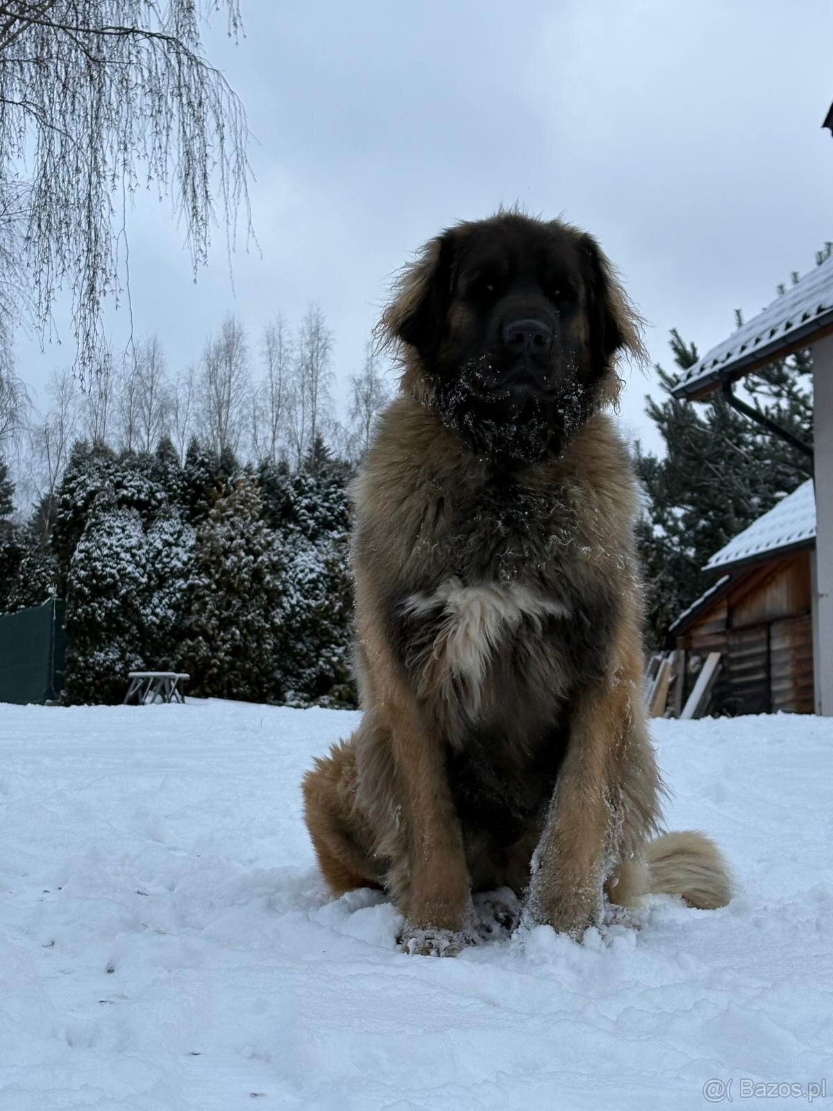 Leonberger suczka FCI po Championach - 5